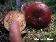 Lactarius badiosanguineus