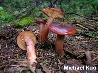 Lactarius badiosanguineus