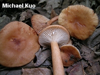 Lactarius camphoratus