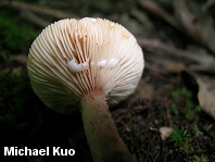 Lactarius camphoratus