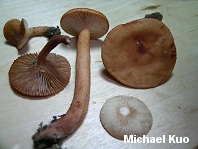 Lactarius camphoratus