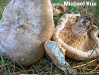 Lactarius chelidonium