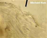 Lactarius chelidonium
