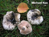 Lactarius controversus