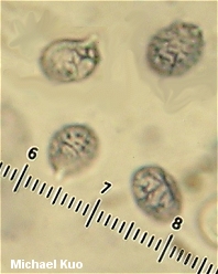 Lactarius controversus