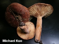 Lactarius corrugis