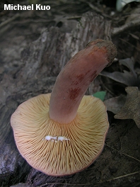 Lactarius corrugis