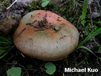 Lactarius deliciosus var areolatus