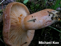 Lactarius deliciosus var areolatus