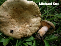 Lactarius deliciosus var areolatus