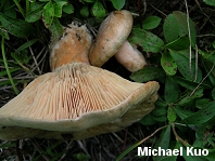 Lactarius deliciosus var areolatus