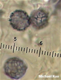 Lactarius gerardii