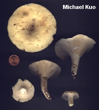 Lactarius glaucescens