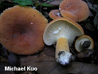 Lactarius hygrophoroides