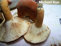 Lactarius hygrophoroides