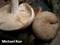 Lactarius imperceptus