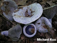 Lactarius indigo