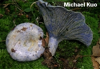 Lactarius indigo