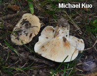 Lactarius luteolus