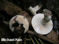 Lactarius luteolus