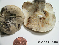 Lactarius luteolus