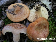 Lactarius proximellus