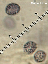 Lactarius proximellus