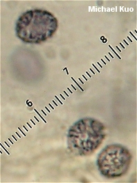 Lactarius proximellus