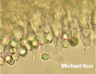 Lactarius proximellus