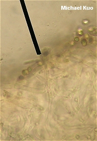 Lactarius proximellus