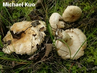 Lactarius pubescens var. betulae