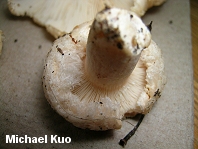 Lactarius pubescens var. betulae