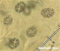 Lactarius pubescens var. betulae
