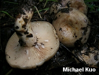 Lactarius subpalustris