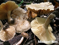 Lactarius subplinthogalus