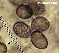 Lactarius subpurpureus