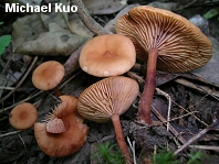 Lactarius subserifluus