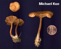 Lactarius subserifluus