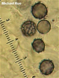 Lactarius subserifluus