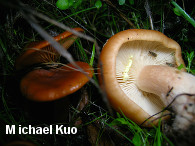 Lactarius substriatus