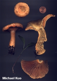 Lactarius thyinos