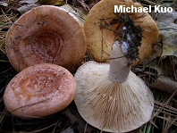 Lactarius vinaceorufescens