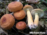 Lactarius volemus