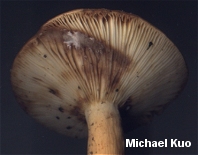 Lactarius volemus