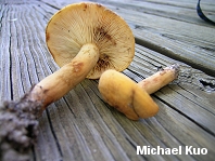 Lactarius volemus var flavus