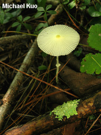 Leucocoprinus fragilissimus