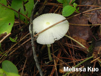 Leucocoprinus fragilissimus