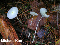 Leucocoprinus fragilissimus