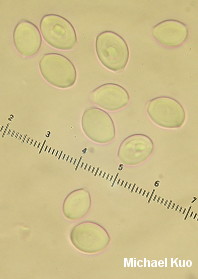 Leucocoprinus fragilissimus