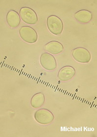 Leucocoprinus fragilissimus